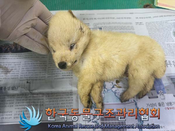 한국동물구조관리협회_441392202400196